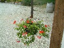 Hanging basket at Ferme de la Chapelle.